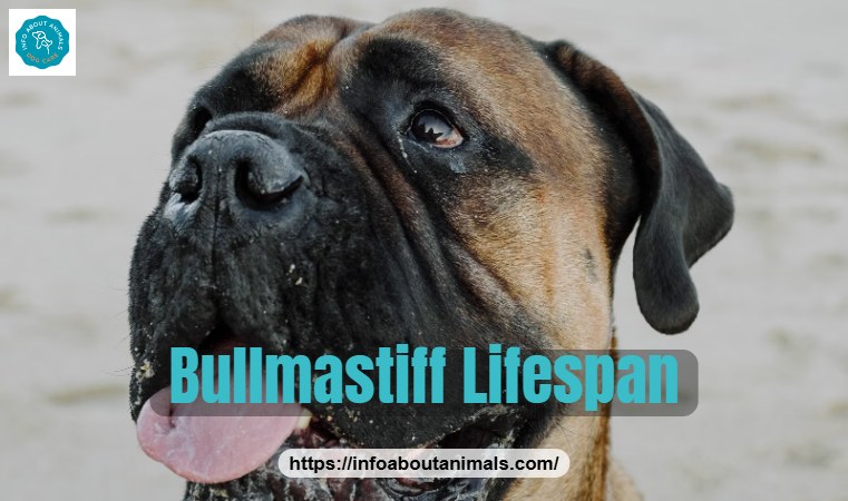 Bullmastiff lifespan - close-up portrait of an adult Bullmastiff