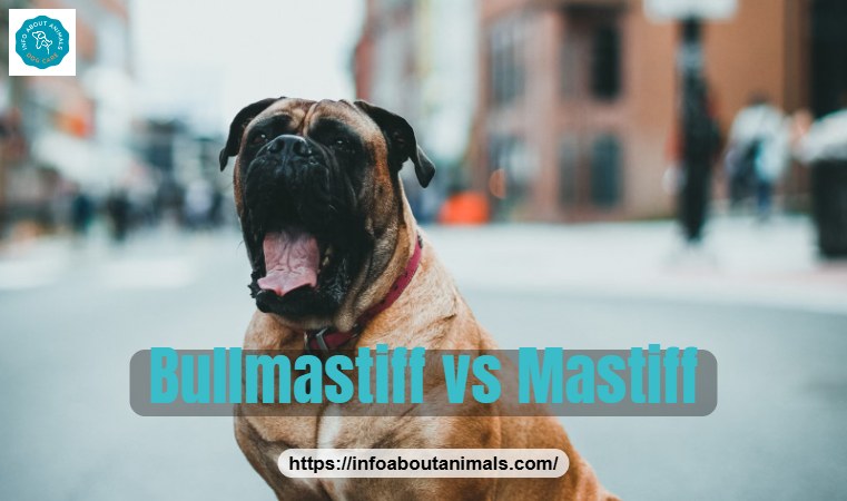 Bullmastiff vs Mastiff - Bullmastiff sitting on a city street