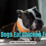 Can dogs eat chicken feet - Boston Terrier puppy chewing a natural treat