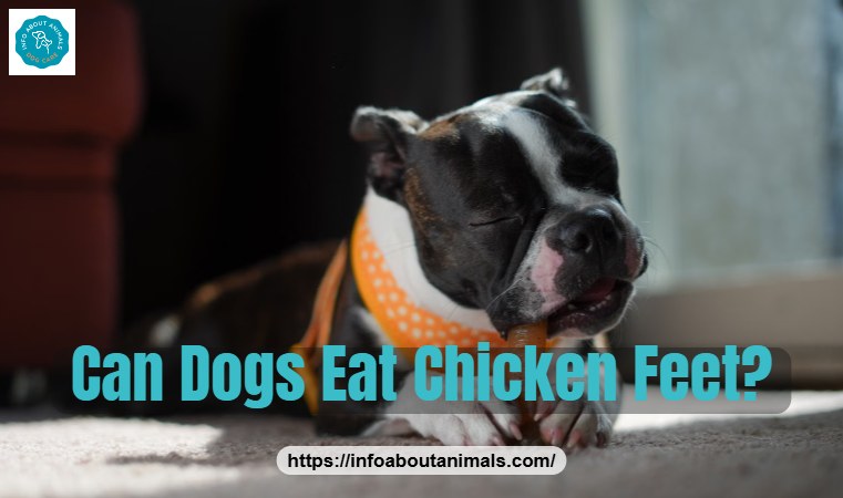 Can dogs eat chicken feet - Boston Terrier puppy chewing a natural treat