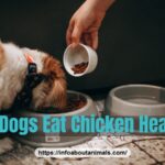 Can dogs eat chicken hearts - owner hand-feeding a small dog a treat