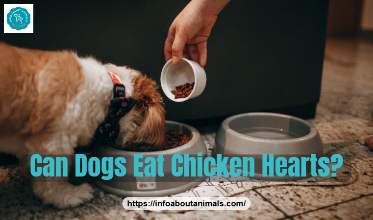 Can dogs eat chicken hearts - owner hand-feeding a small dog a treat
