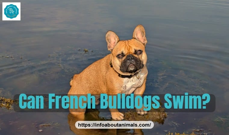 Can French Bulldogs swim - French Bulldog standing in shallow lake water