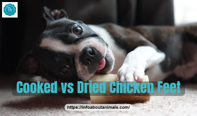 Boston Terrier lying with a chew, cooked versus dried chicken feet for dogs