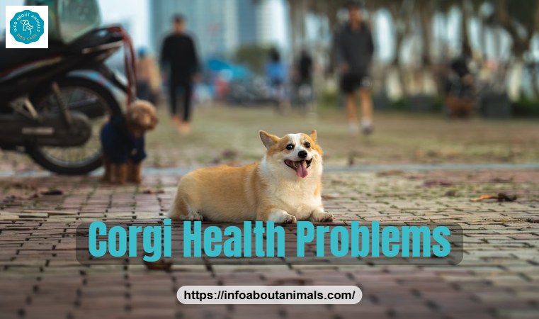 Corgi sitting on a sidewalk, common Corgi health problems