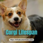 Corgi lifespan - Pembroke Welsh Corgi lying on the floor