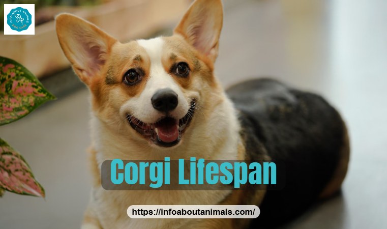 Corgi lifespan - Pembroke Welsh Corgi lying on the floor