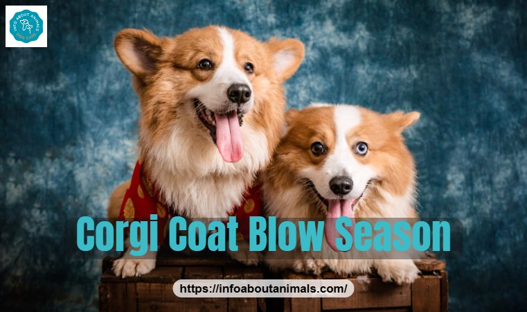 Two Pembroke Welsh Corgis with thick double coats