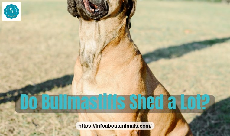 Do Bullmastiffs shed a lot - Bullmastiff sitting on grass in a park