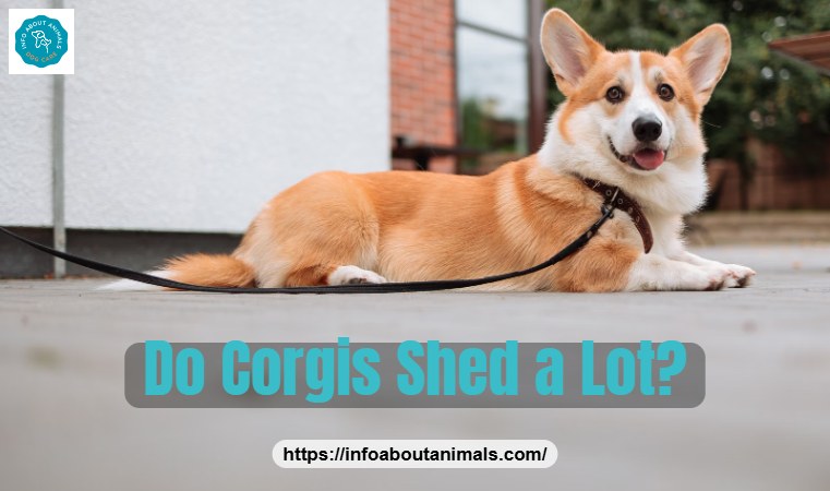 Do Corgis shed a lot - Pembroke Welsh Corgi lying on the grass