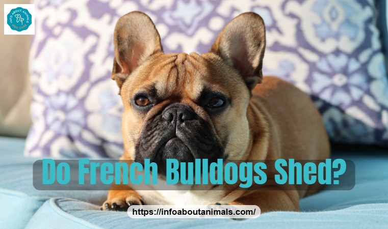 Do French Bulldogs shed - French Bulldog lying on a patterned sofa