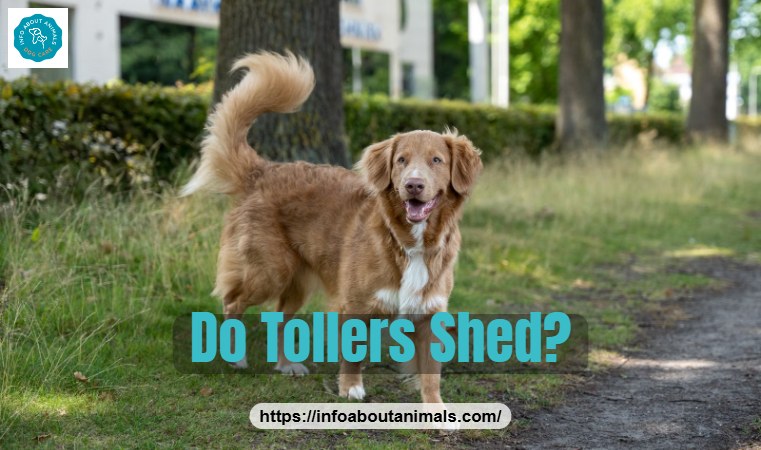 Do Tollers shed - playful Nova Scotia Duck Tolling Retriever outdoors