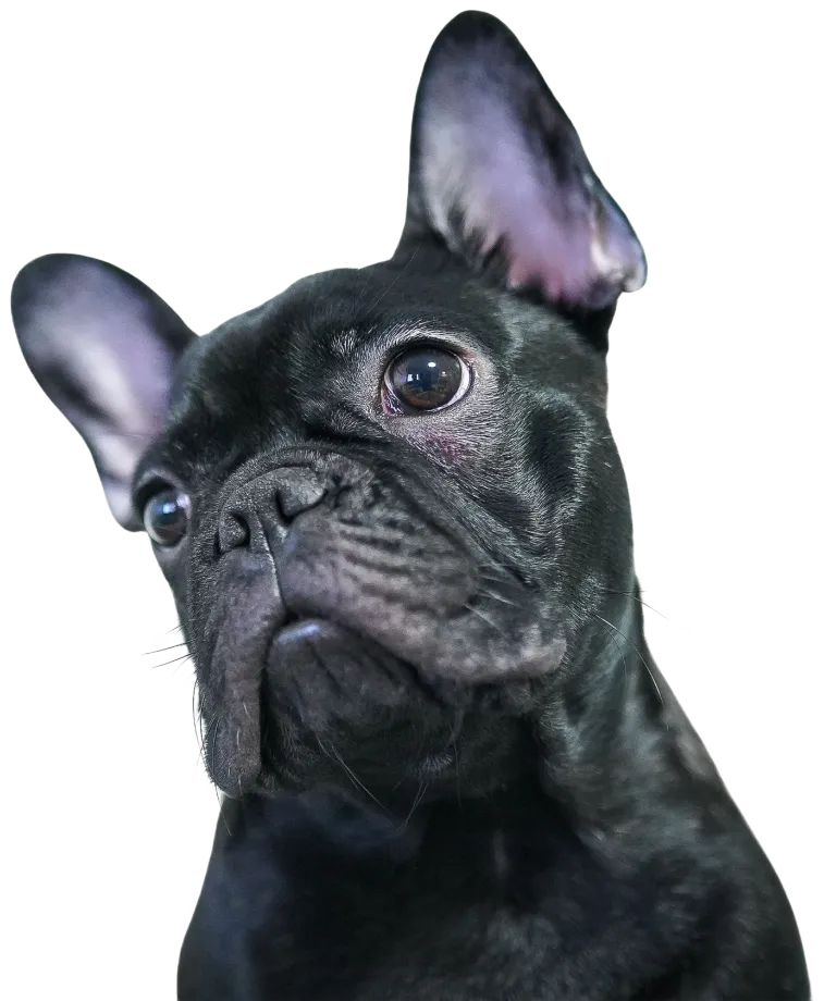 Black French Bulldog looking up, representing vet-written dog breed guides
