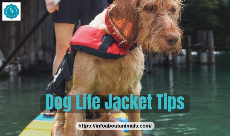 Dog wearing a life jacket on a paddle board for water safety