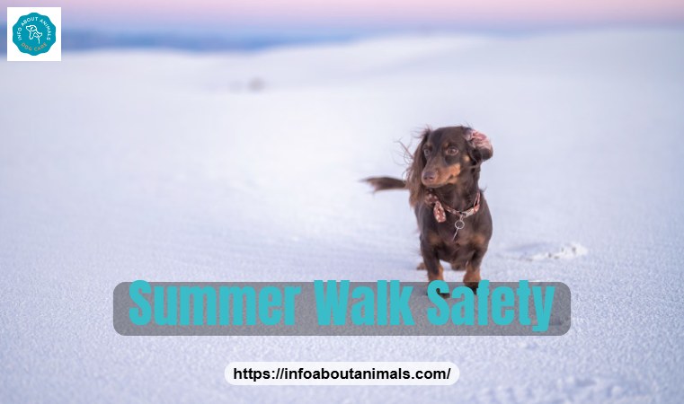Small dog on hot desert sand, summer walk safety in the Gulf