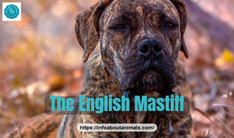 Brindle English Mastiff resting in an autumn forest