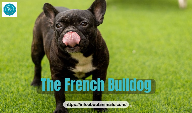 French Bulldog with bat ears standing on grass
