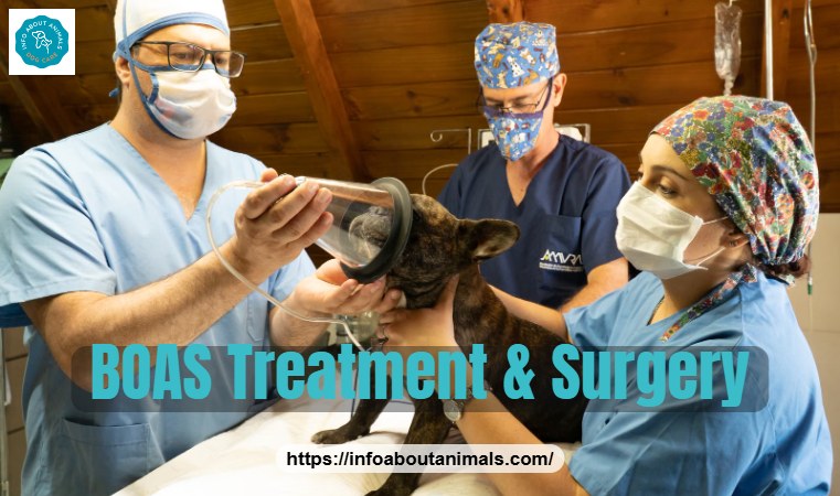 Veterinarians preparing a French Bulldog for BOAS airway surgery
