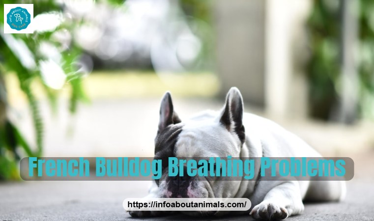 French Bulldog breathing problems - close-up of a flat-faced Frenchie resting