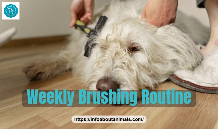 Dog being brushed to reduce shedding