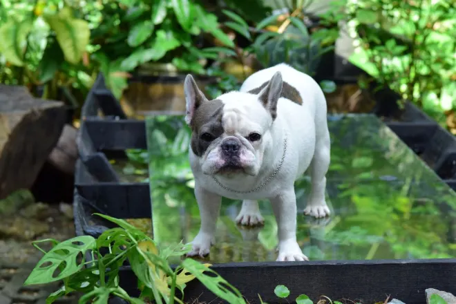 French Bulldog standing in a lush garden