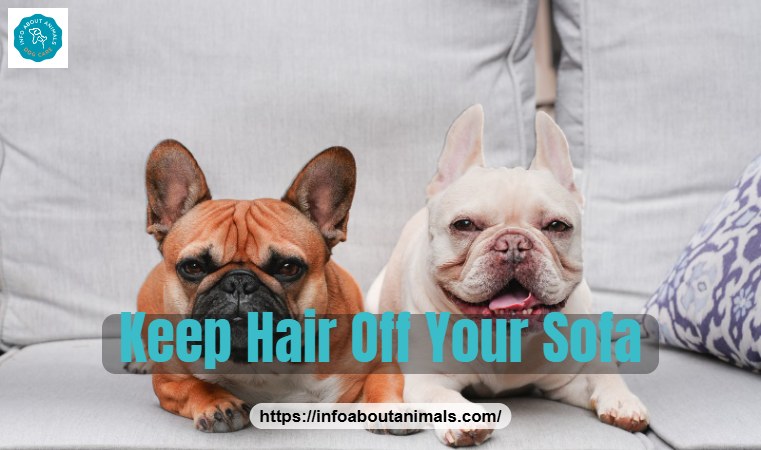 Two French Bulldogs relaxing on a sofa