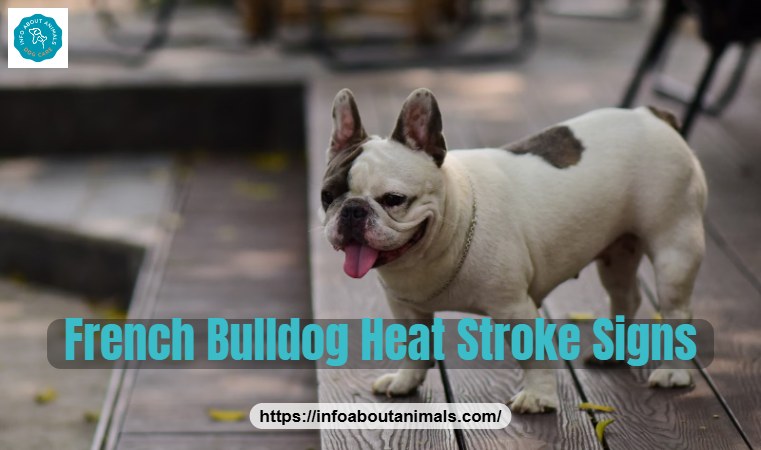 French Bulldog heat stroke signs - Frenchie panting outdoors on a sunny day