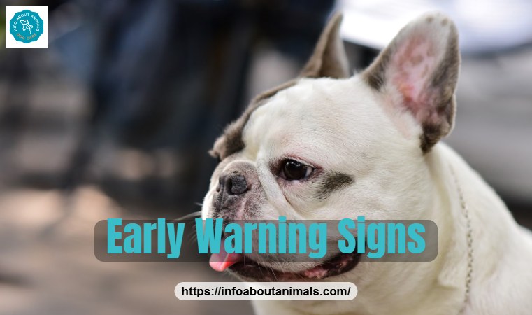 Close-up of a French Bulldog panting heavily, an early heat stroke warning sign