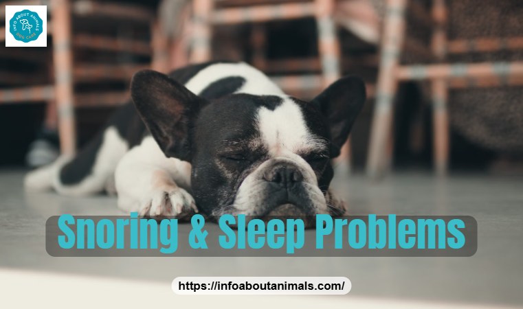 French Bulldog sleeping, snoring is a common sign of BOAS