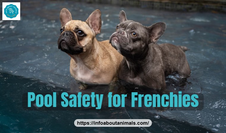 French Bulldogs in a backyard pool with supervision