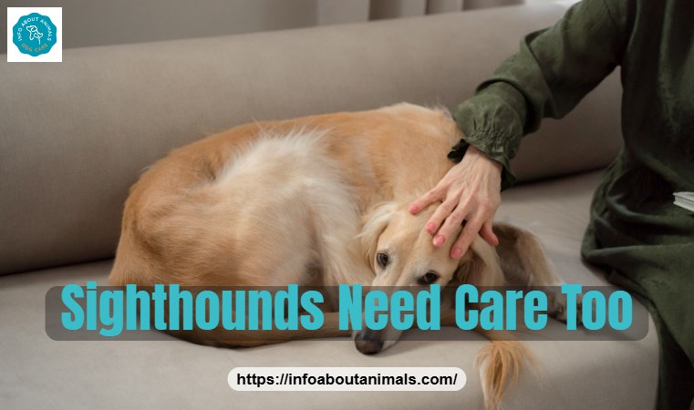 Greyhound resting on a sofa, sighthounds and heat tolerance