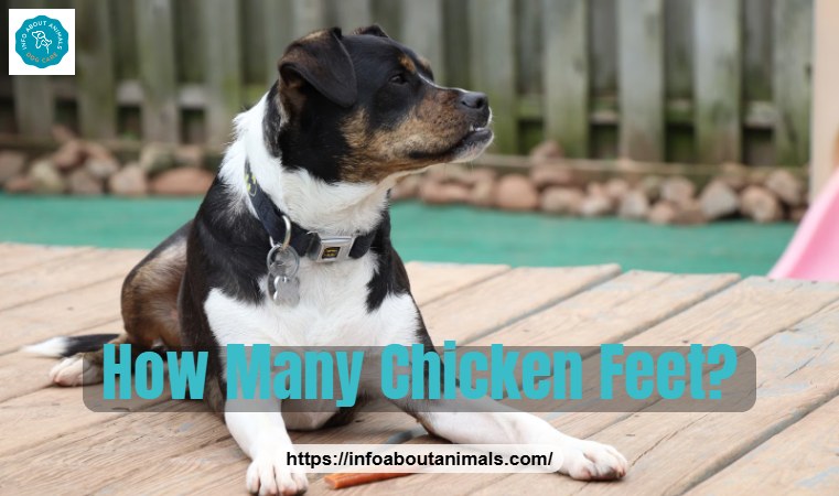 Dog lying down with food, how many chicken feet a dog can eat