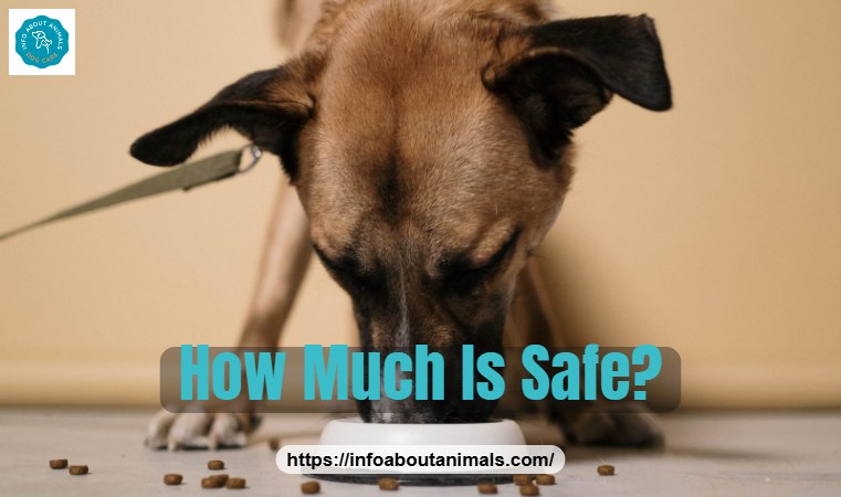 Brown dog eating from a bowl, safe amount of chicken hearts for dogs