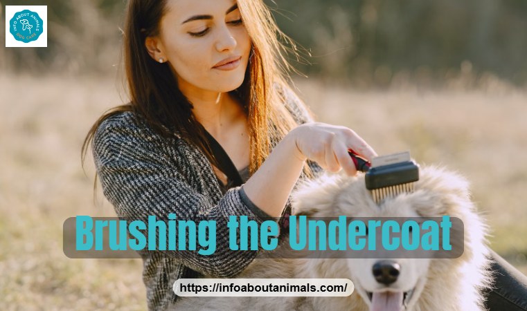 Owner brushing a dog outdoors to remove loose undercoat