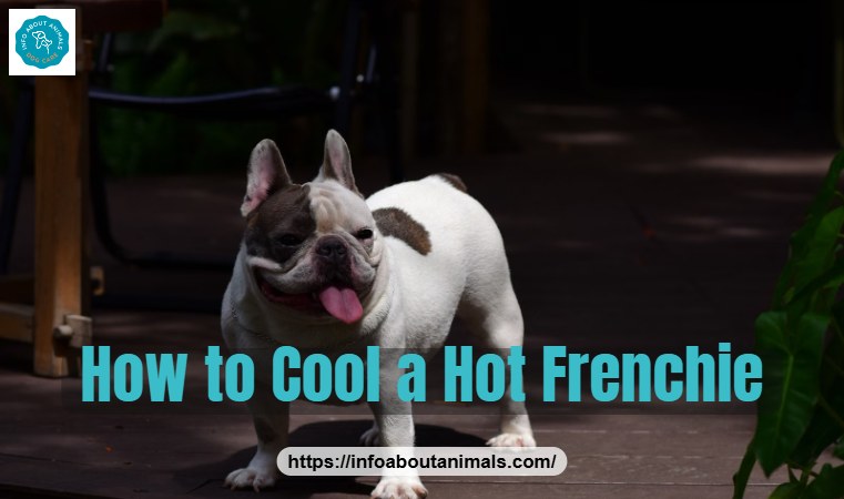 French Bulldog resting on a deck, how to cool down an overheated Frenchie