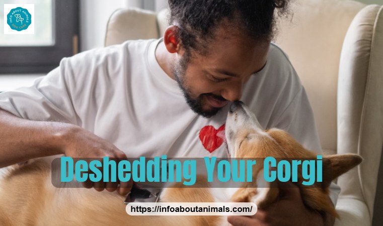 Man grooming a Corgi with a brush to remove loose undercoat