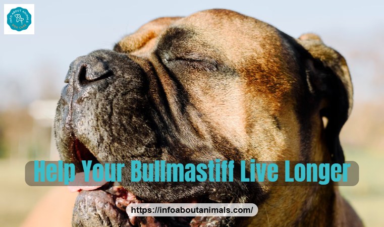 Happy Bullmastiff with eyes closed, tips to help a Bullmastiff live longer