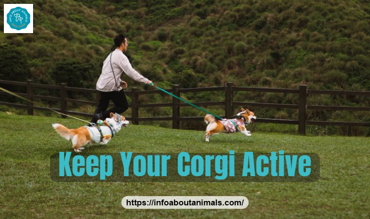 Man walking two Corgis in a park to keep them fit and healthy
