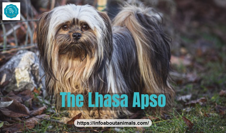 Close-up of a Lhasa Apso showing its longer muzzle