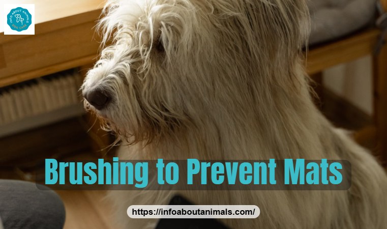 Dog being brushed to prevent mats in a long coat