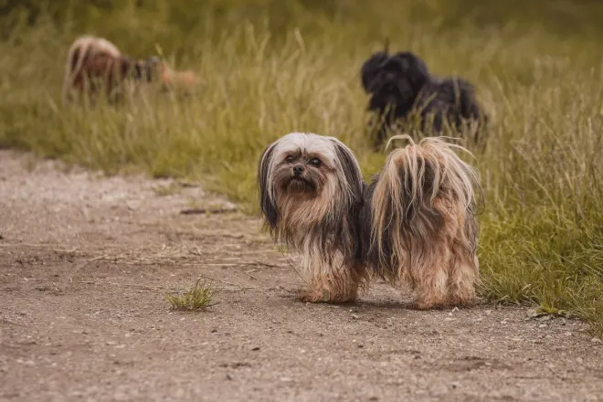 Lhasa Apso dog standing on a dirt path