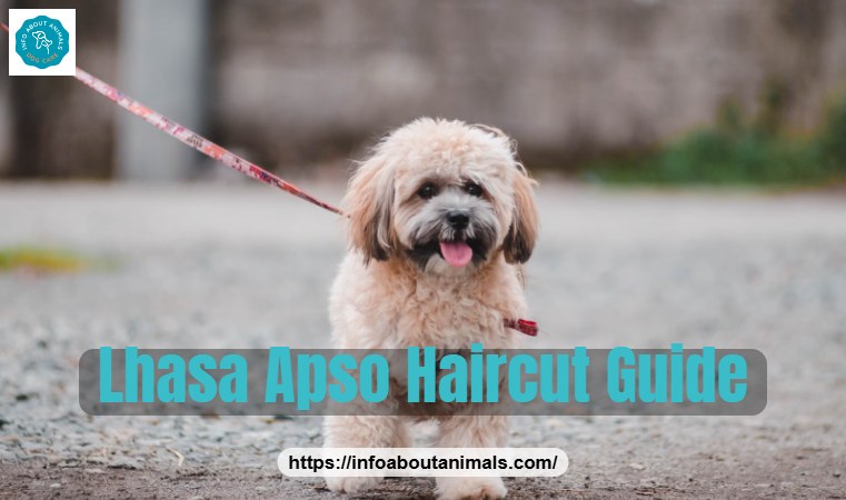 Lhasa Apso haircut - fluffy Lhasa Apso on a lead outdoors