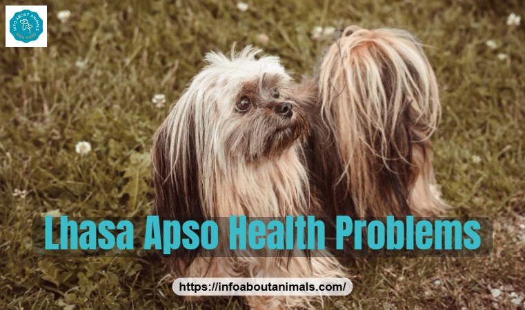 Close-up of a Lhasa Apso, common Lhasa Apso health problems