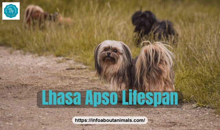 Lhasa Apso lifespan - Lhasa Apso standing on a garden path