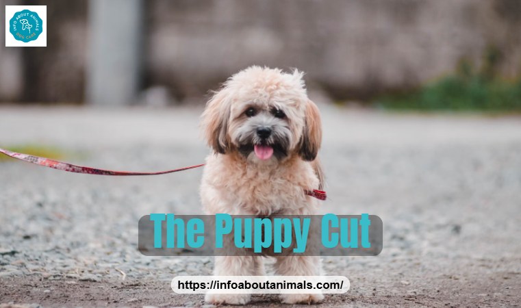 Lhasa Apso puppy cut - short, even trim on a young Lhasa
