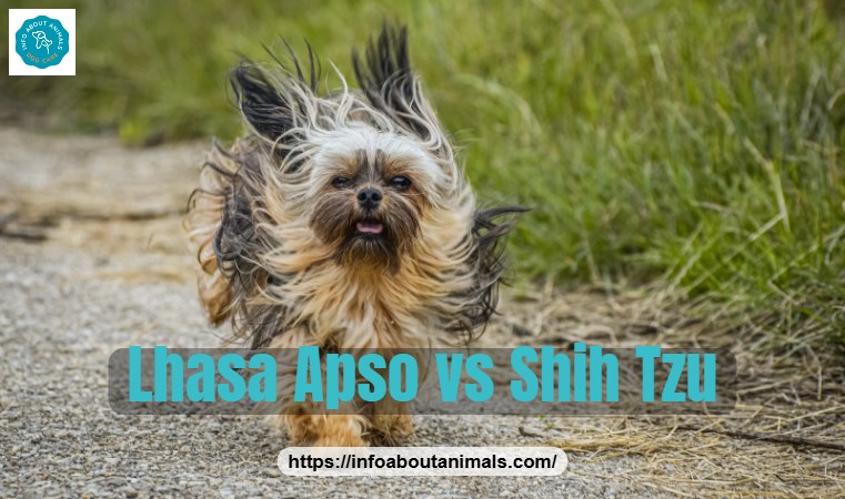 Lhasa Apso vs Shih Tzu - Lhasa Apso running with a flowing coat