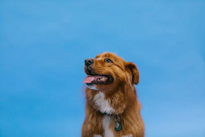 Nova Scotia Duck Tolling Retriever against a blue sky