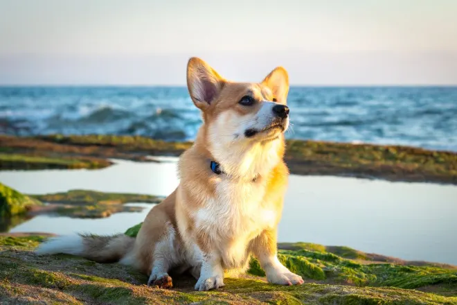 Pembroke Welsh Corgi sitting on mossy rocks by the sea