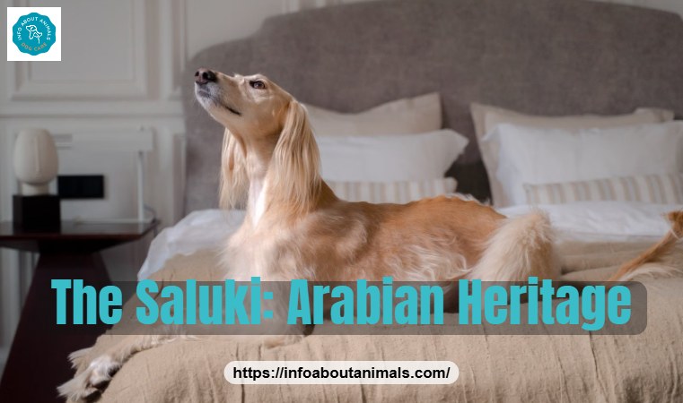 Saluki lounging at home, a breed with Arabian heritage