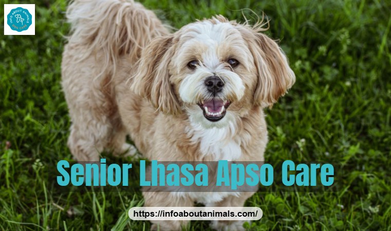 Lhasa Apso standing on grass, caring for a senior Lhasa Apso